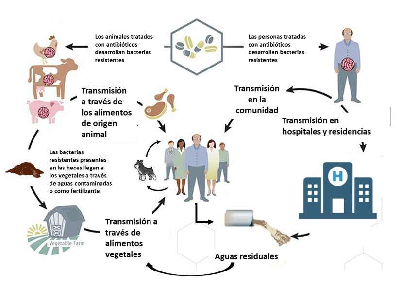 Hainbat iturritatik datozen antibiotikoekiko erresistenteak diren Campylobacter anduien karakterizazio genomikorako «One Health» ikuspegia